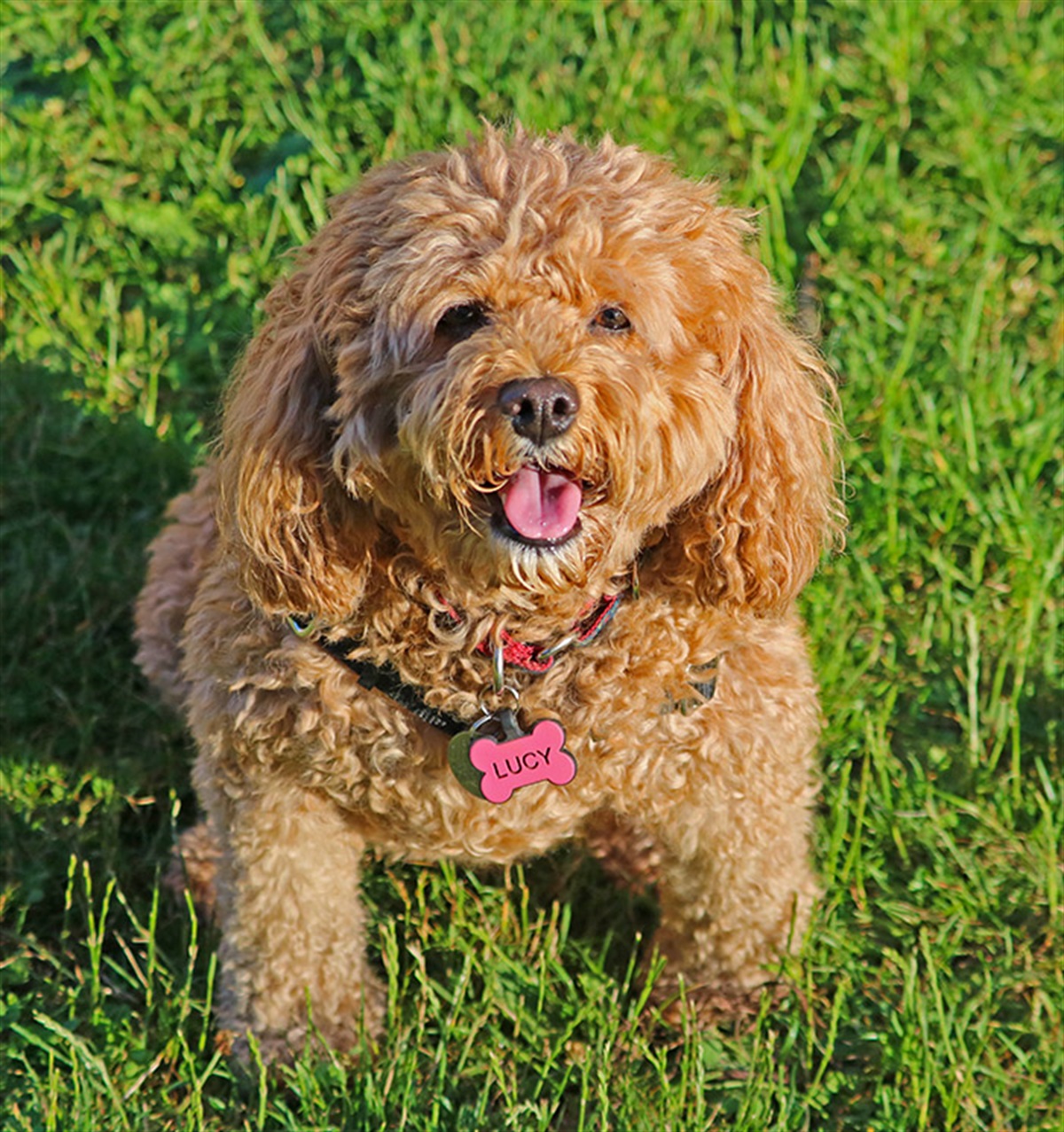 can dogs be off leash in public