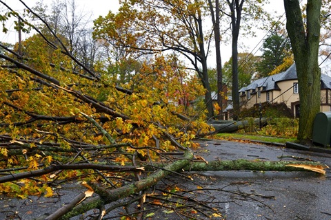 down tree and power stock image.jpg