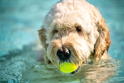 09-09-see-spot-splash-pupshoot_1342.jpg