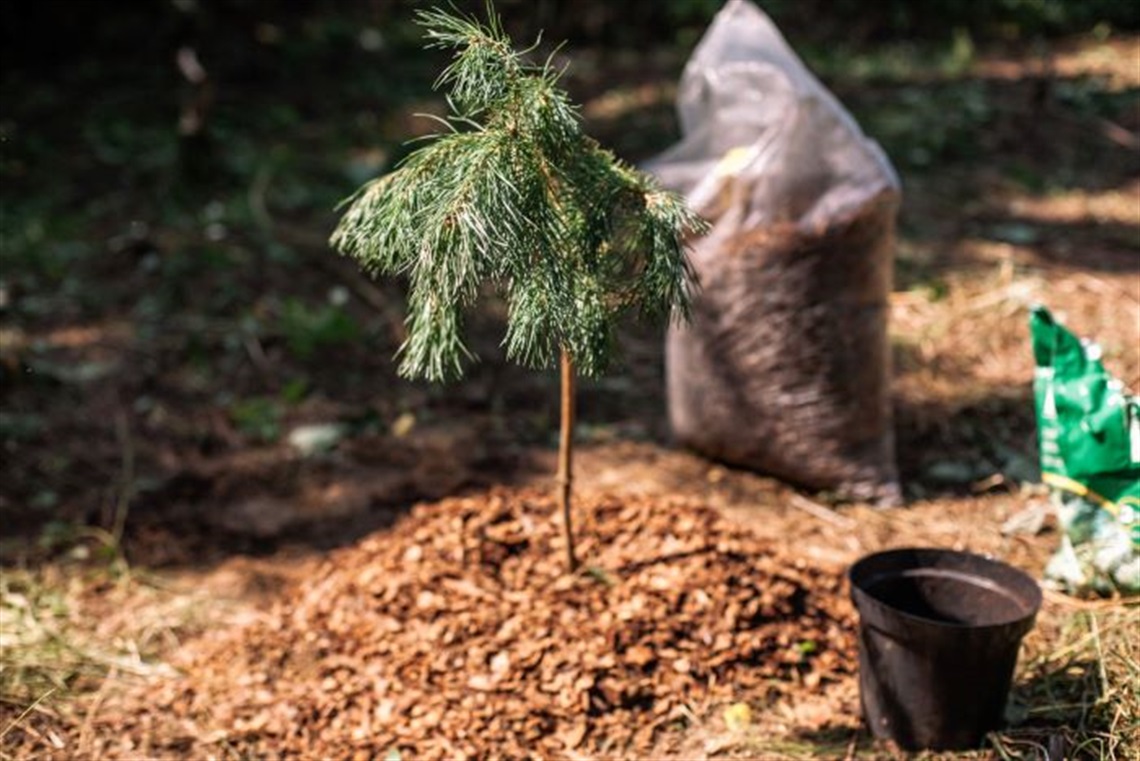 new tree planting small.jpg